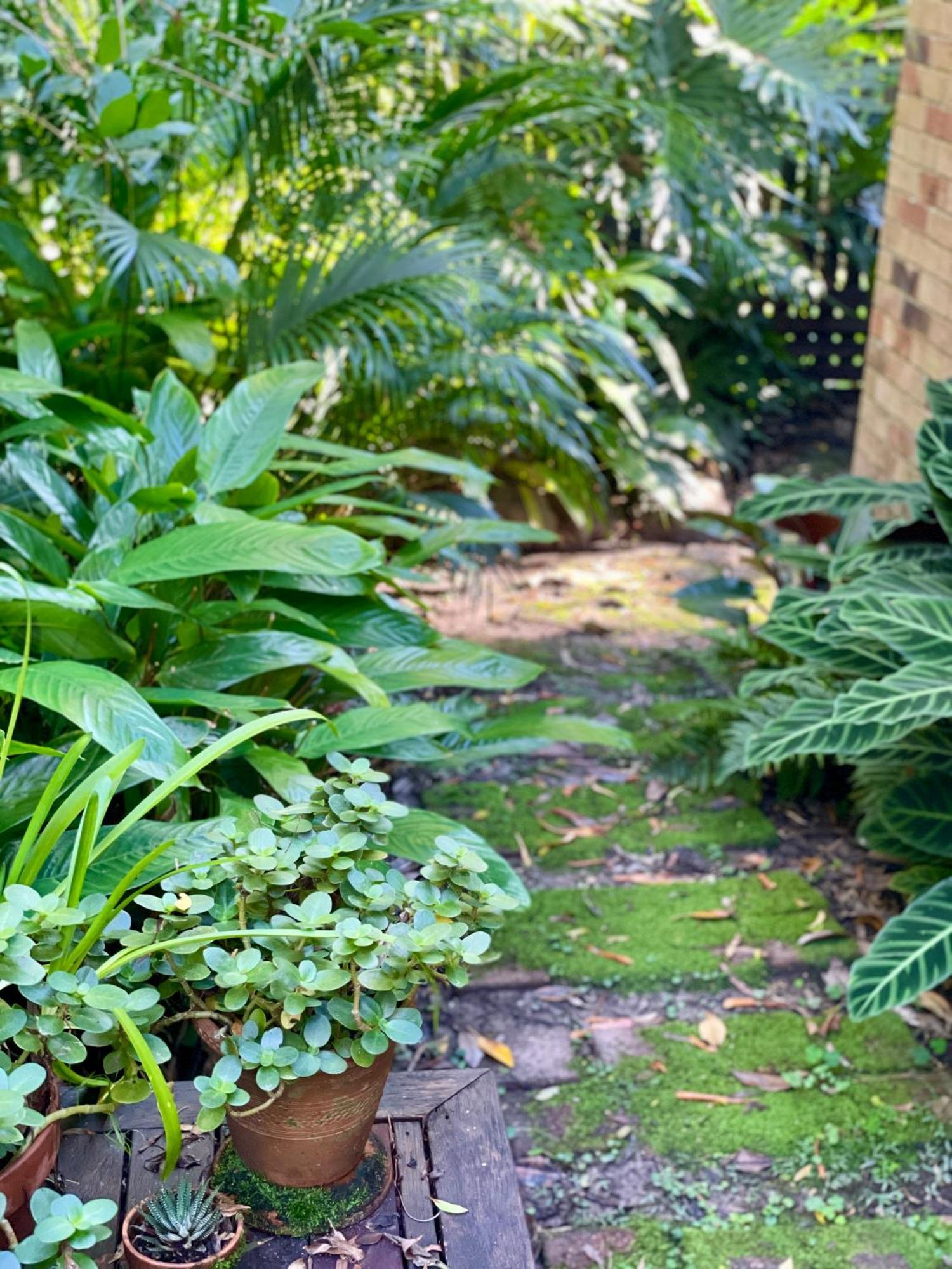 Lilli Pilli Guesthouse Byron Bay Kültér fotó